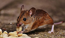 24 Hour & Emergency Exterminators in Perth Amboy, NJ